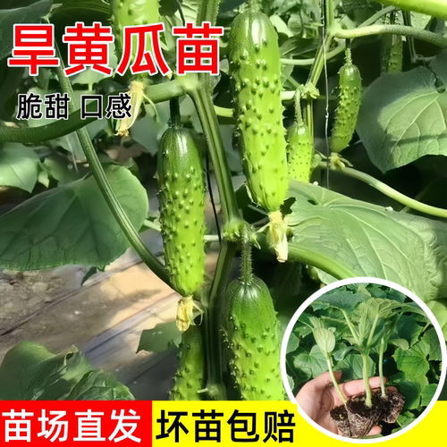 旱黄瓜苗秧老品种阳台盆栽水果苗