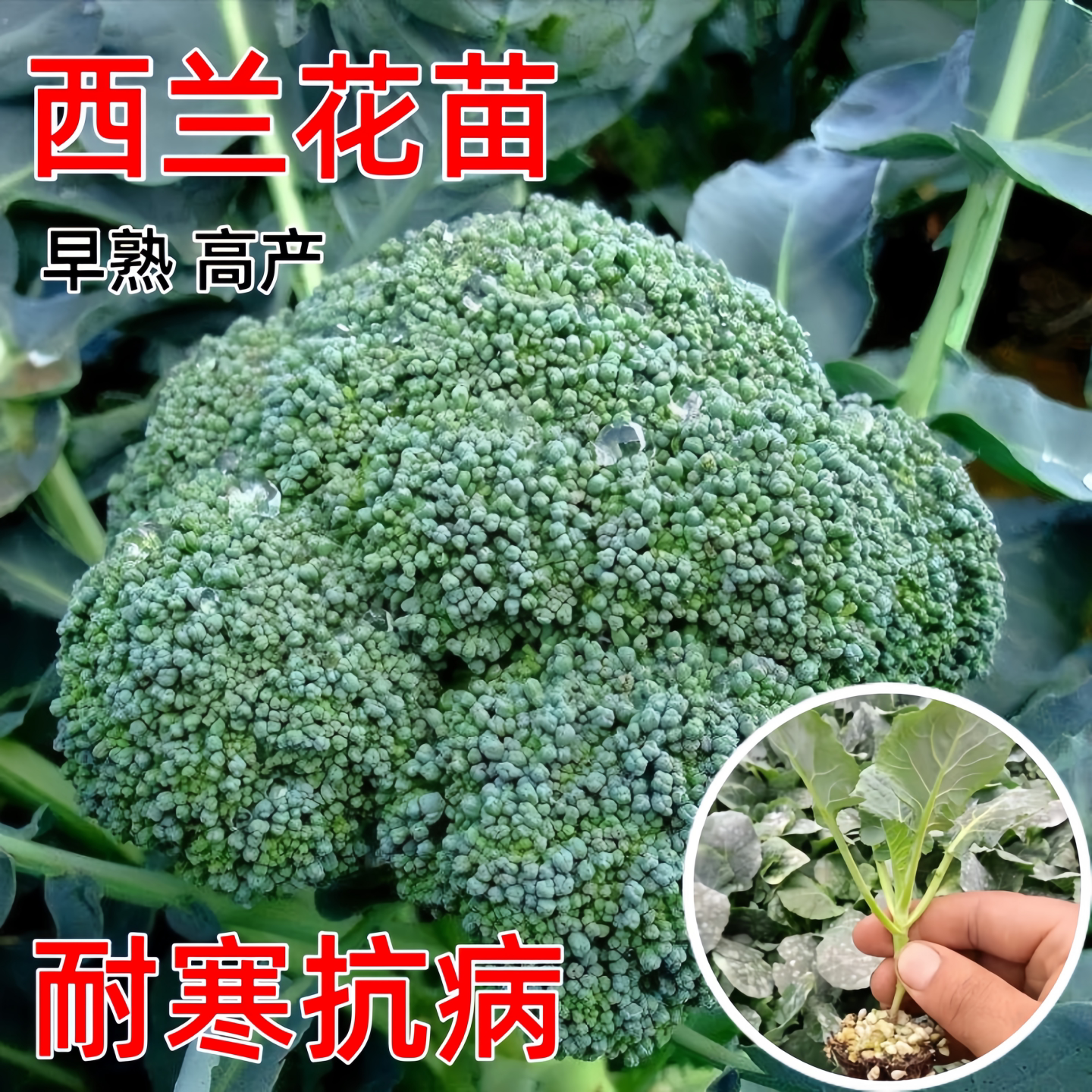 西兰花苗秧苗秋冬四季蔬菜种籽苗图片