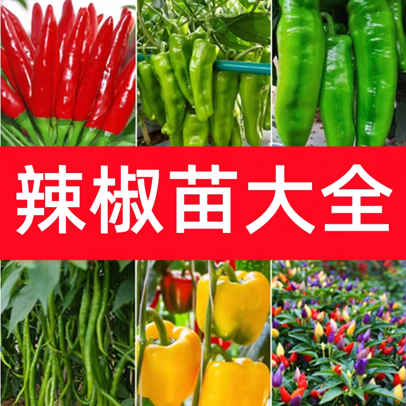 辣椒苗秧苗四季高产阳台盆栽菜苗图片