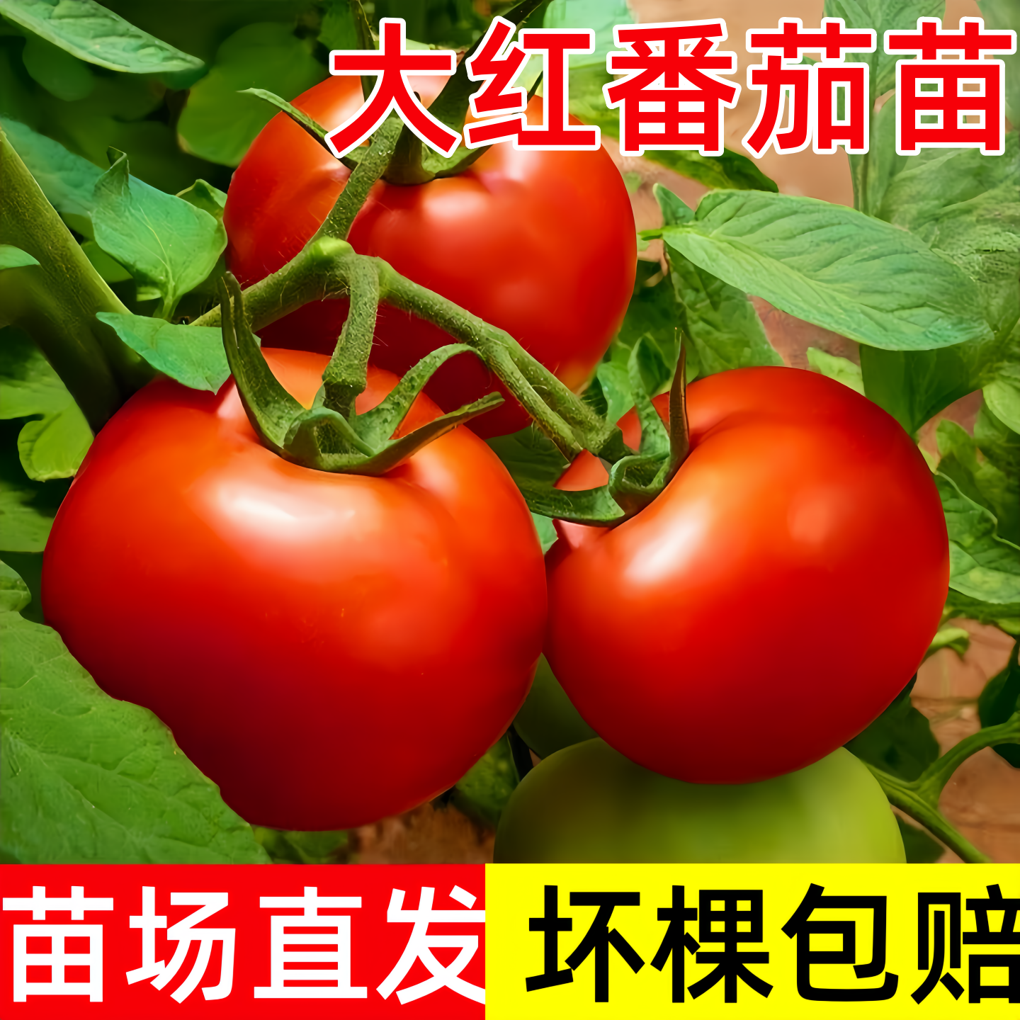 大红番茄苗老品种阳台盆栽水果苗