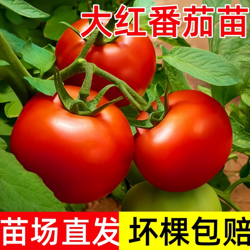 大红番茄苗老品种阳台盆栽水果苗