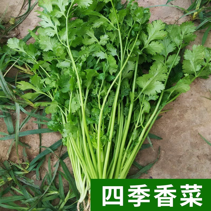 四季耐热香菜种子高产盆栽蔬菜籽图片