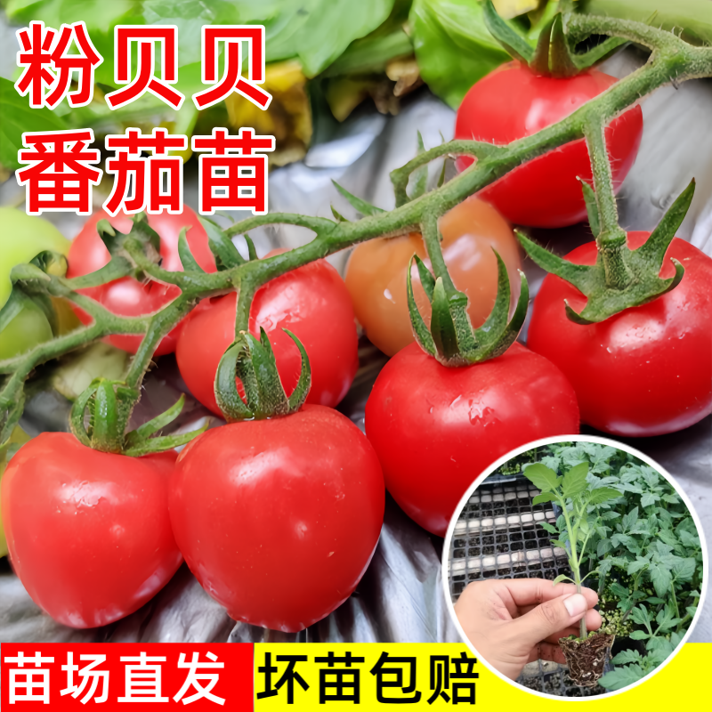 粉贝贝小番茄苗四季圣女果盆栽苗