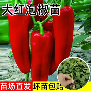 大红泡椒苗辣椒苗秧青椒尖椒牛角椒苗青红两用春秋四季 阳台盆栽苗