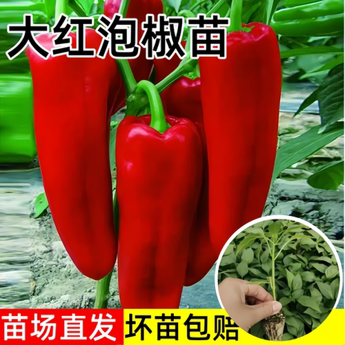 大红泡椒苗辣椒苗秧青红两用春季