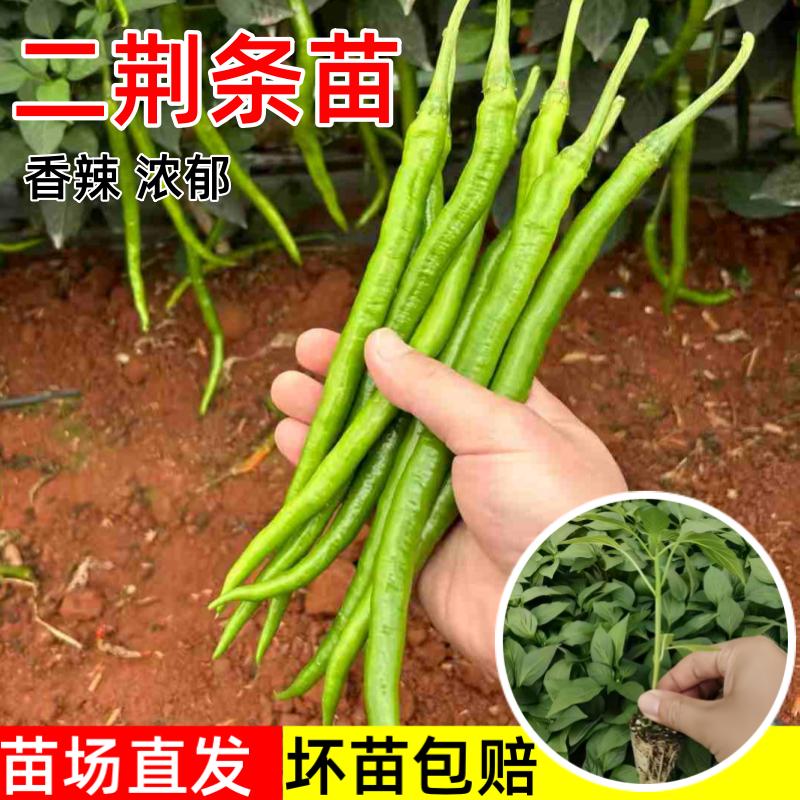 二荆条辣椒苗早熟高产长线椒苗秧