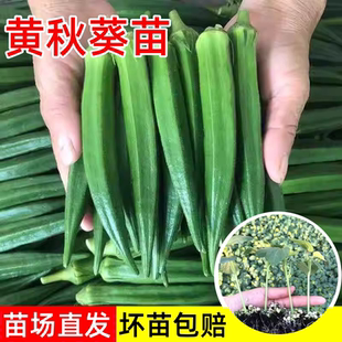 播绿植物盆栽蔬菜苗孑 黄秋葵苗水果秋葵秧苗家庭阳台种植春夏四季