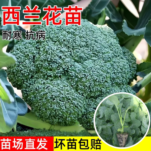 早熟西兰花苗高产秋冬季蔬菜秧子