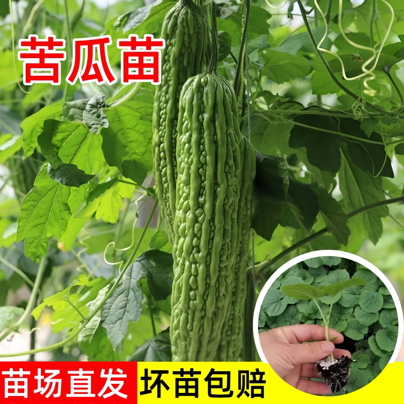 高产苦瓜苗赖葡萄种籽苗带土大全孑长绿瓜苗蔬菜秧苗四季菜苗秧白
