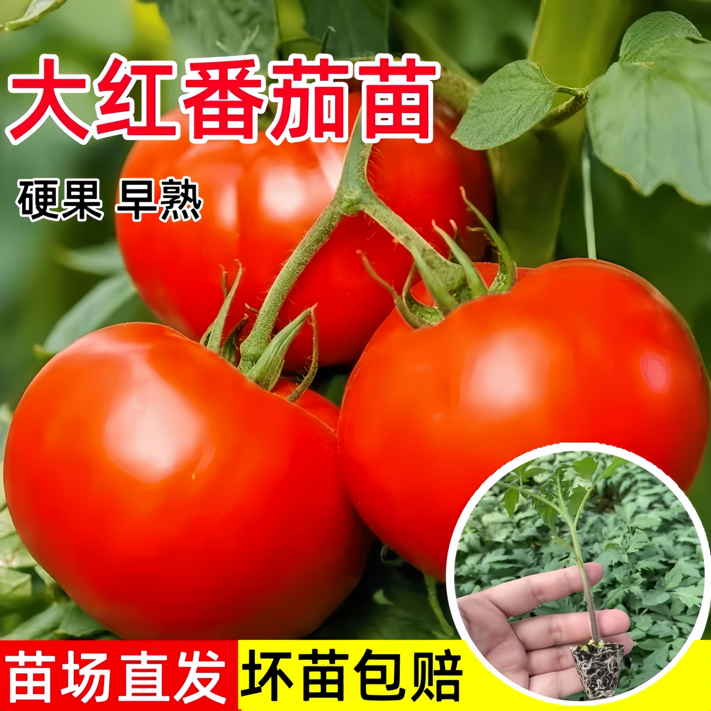 大红番茄苗秧苗老品种口感西红柿
