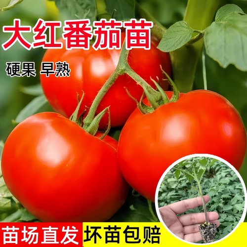 大红番茄苗秧苗老品种口感西红柿