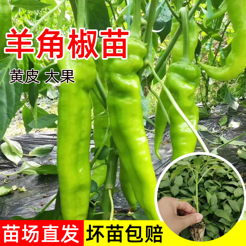 羊角辣椒苗秧大果尖椒苗四季阳台