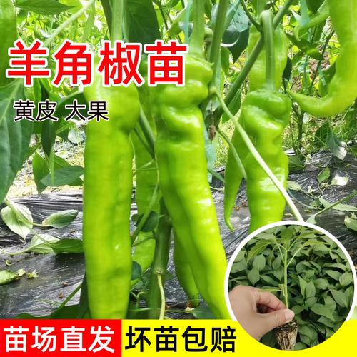 羊角辣椒苗秧大果尖椒苗四季阳台