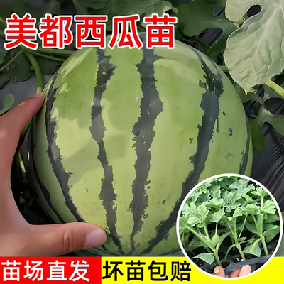 美都无籽西瓜苗春季种易种场直发