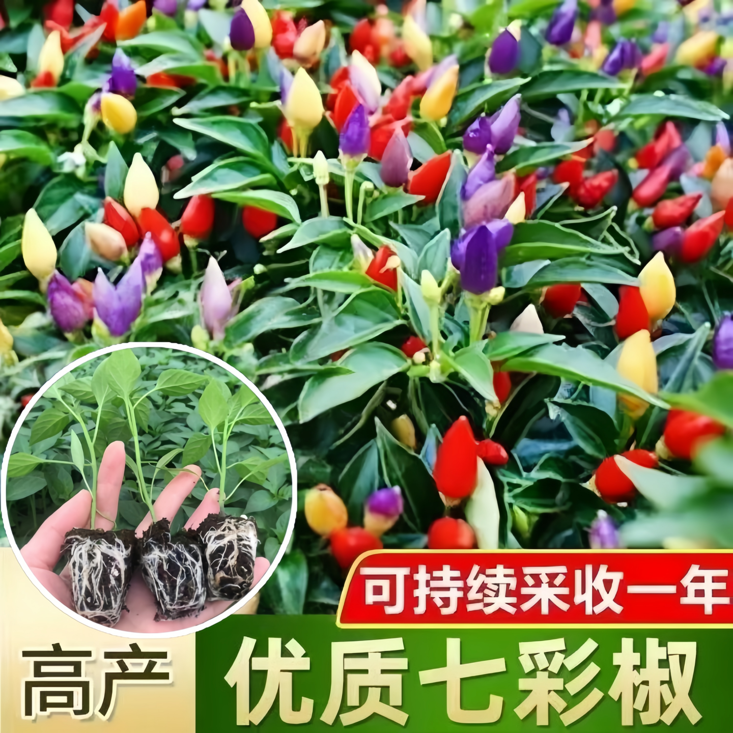 七彩椒苗辣椒苗秧苗四季小米五彩七彩椒种籽春季蔬菜苗盆栽阳台种