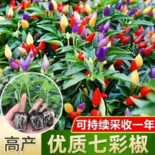 七彩椒苗辣椒苗秧苗四季 蔬菜苗盆栽阳台种 小米五彩七彩椒种籽春季