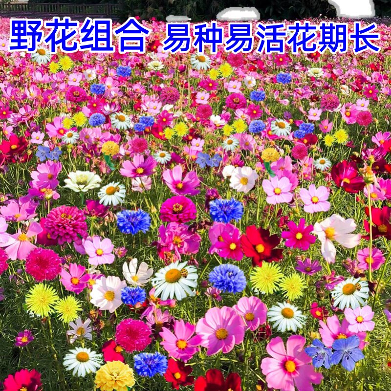 庭院花种子四季开花花种籽子易活