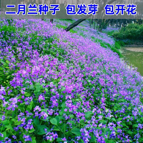 二月兰种子庭院花种籽子耐寒耐阴