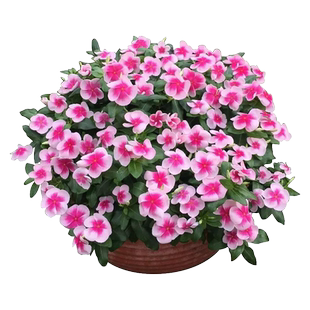 长春花花种籽子四季播种开花五叶梅四季梅天天开花日日春庭院花籽