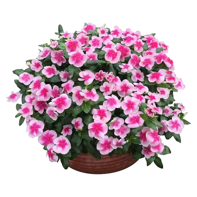 长春花四季开花阳台盆栽花种籽子