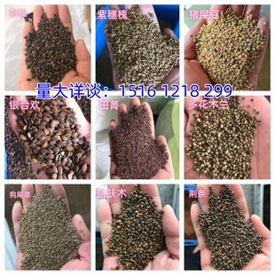 护坡灌木种子紫穗槐刺槐猪屎豆木豆种籽草花籽临时覆绿绿化草种籽