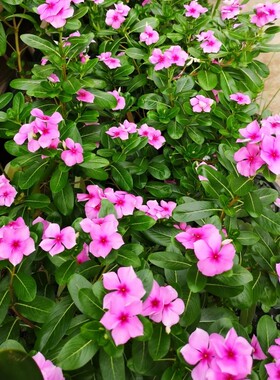 长春花花种籽子四季播种开花五叶梅四季梅天天开花日日春庭院花籽