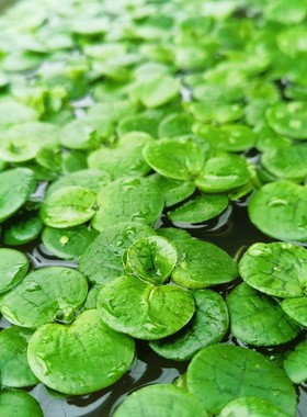 绿色豹纹圆心萍状水生植物浮萍水草懒人观赏植物鱼缸造景净化水质