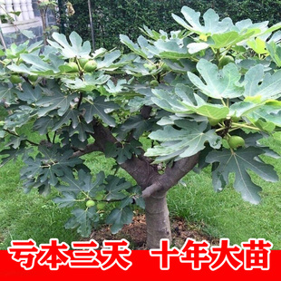 无花果树果苗超大四季盆栽地栽当年结果波姬红矮化带土无花果树
