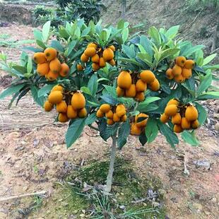 枇杷树苗庭院水果树苗植物南方北方种植盆栽嫁接枇杷树苗当年结果