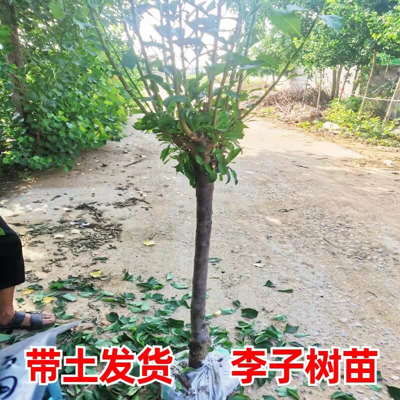 蜂糖嫁接李子果树苗南北方庭院阳台别墅种植蜂糖三华翠红当年结果