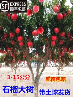 特大石榴树树苗突尼斯软籽地栽庭院果树黑子无籽甜石榴大树带土球