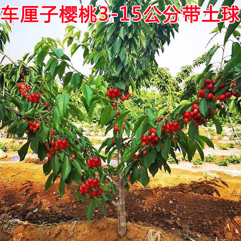车厘子树苗带土球特大樱桃树地栽嫁接当年结果南方北方种植樱桃苗