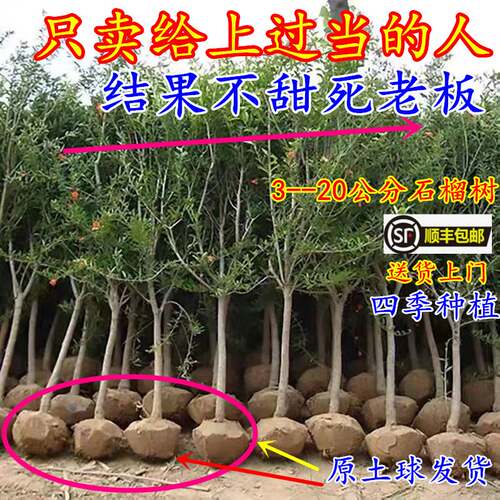 石榴树庭院特大果树当年结果地栽石榴树树苗南方北方种植大石榴树