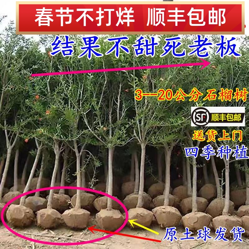 石榴树庭院特大果树当年结果地栽石榴树树苗南方北方种植大石榴树