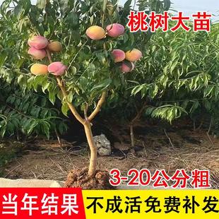 正宗桃树果苗冬桃油桃水蜜桃树苗南北方盆栽地栽庭院四季种植大树