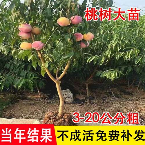 嫁接大冬桃黄桃红桃水蜜桃树果苗