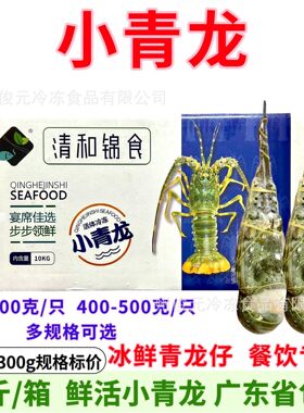 鲜冻小青龙青龙仔特大小青龙虾