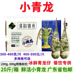 鲜冻小青龙 鲜活水产冷冻青龙仔青龙虾花龙虾特大小青龙整箱20斤