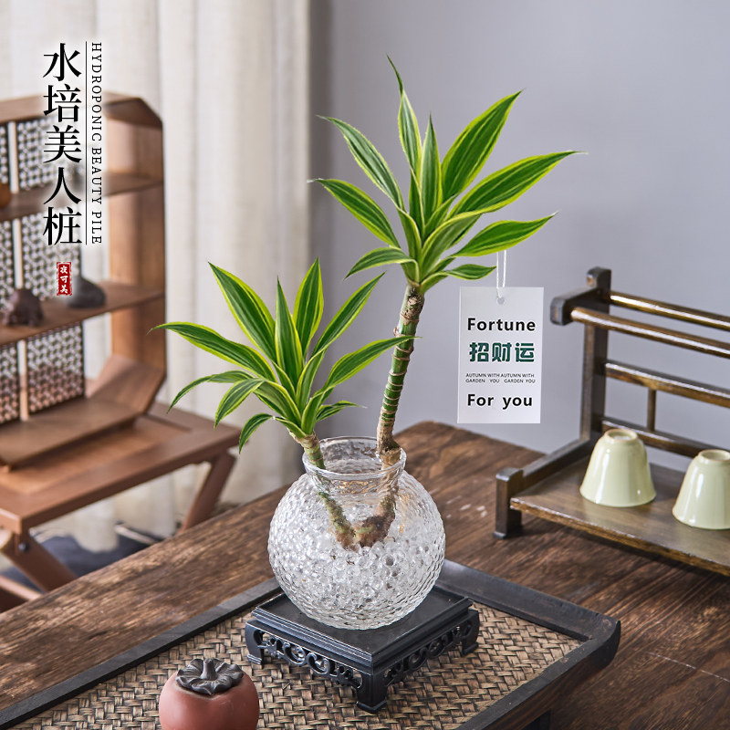 水培植物室内好养巴西铁盆栽百合竹子水养办公桌面美人桩花卉绿植
