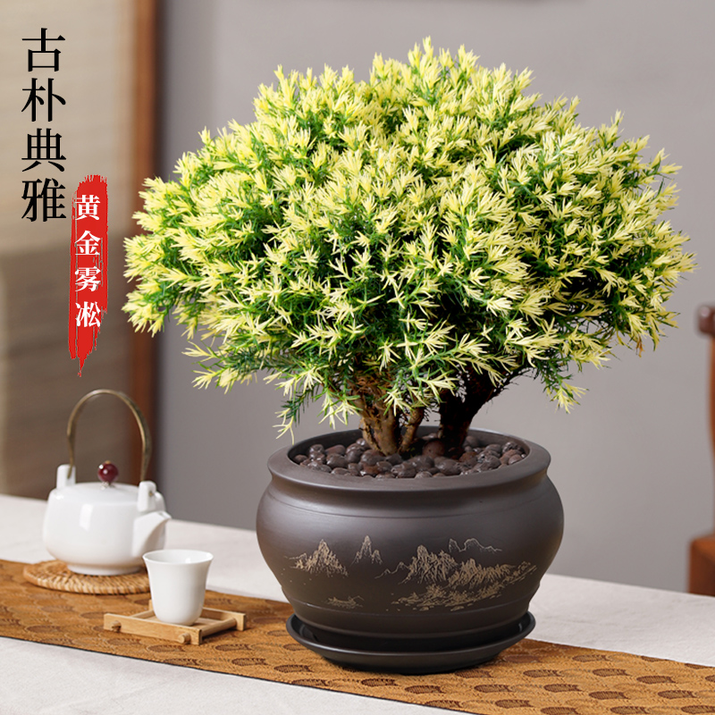 黄金雾松盆栽四季常青阳台盆景花