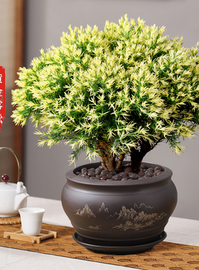 雾松盆栽黄金雾凇盆景四季常青植物室内阳台观赏花卉绿植好养易活