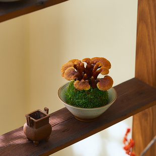 灵芝盆栽室内水培植物多肉组合苔藓球绿植办公室桌面茶桌盆景摆件