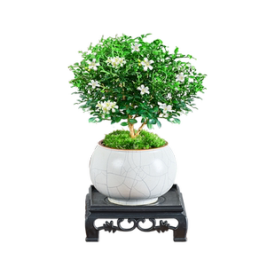 达摩九里香盆景禅意桌面盆栽室内易活花卉办公室绿植趣味茶几摆件