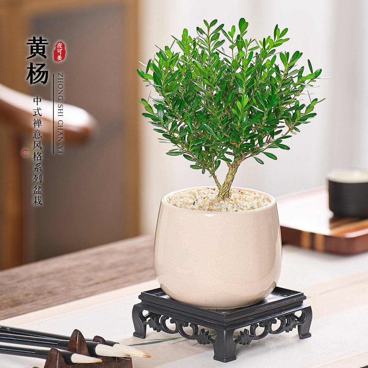 黄杨盆景室内桌面绿植中式禅意盆栽办公室装饰植物净化空气造景型