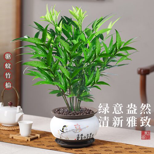 竹柏盆栽驱蚊水培植物四季常青