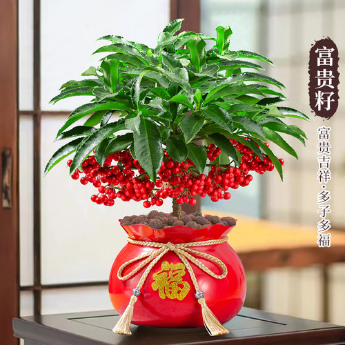 富贵籽盆栽带果室内旺宅花卉绿植
