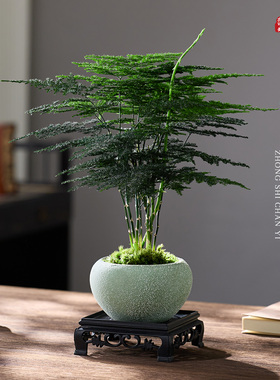 文竹盆栽植物室内花卉盆景客厅办公室桌面小绿植好养云竹净化空气