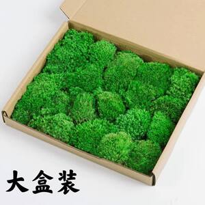 苔藓景观材料包现新鲜diy创意