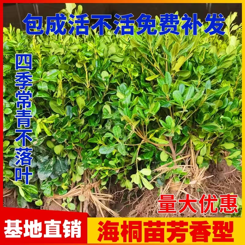 夏季四季常青海桐苗工程苗木耐寒