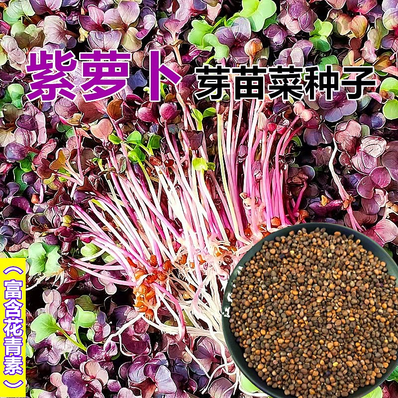 紫萝卜芽苗菜种子白萝卜红萝卜无土栽培水培芽菜蔬菜种籽阳台种菜